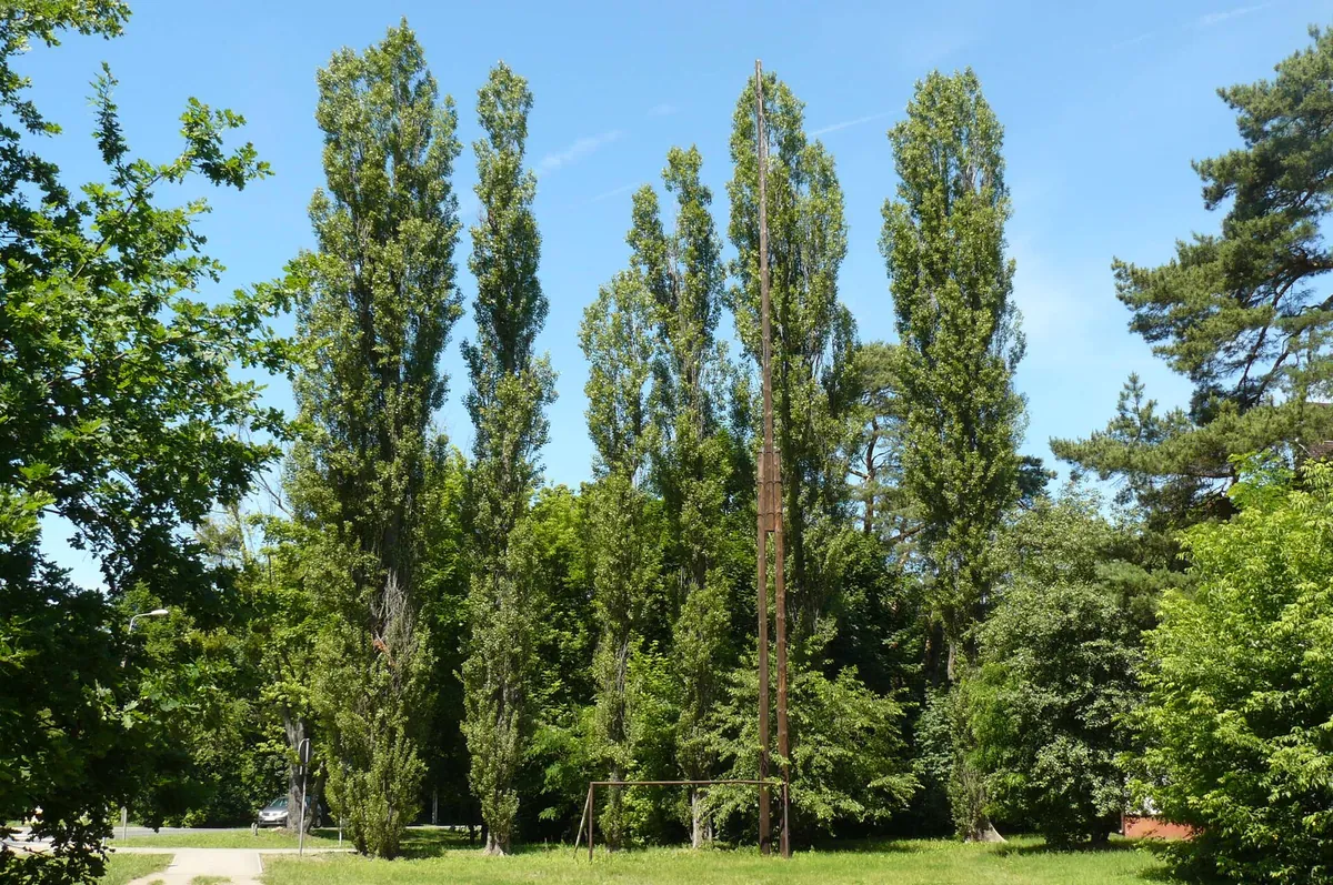 Dużo zieleni