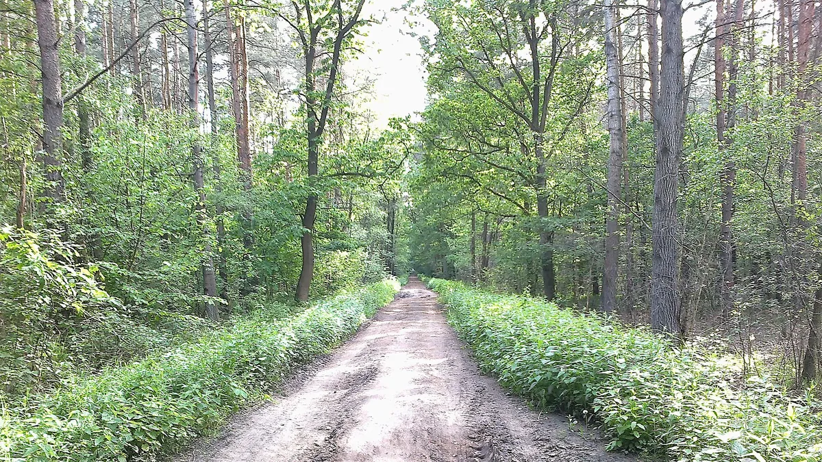 Zieleń, szkoły, codzienność