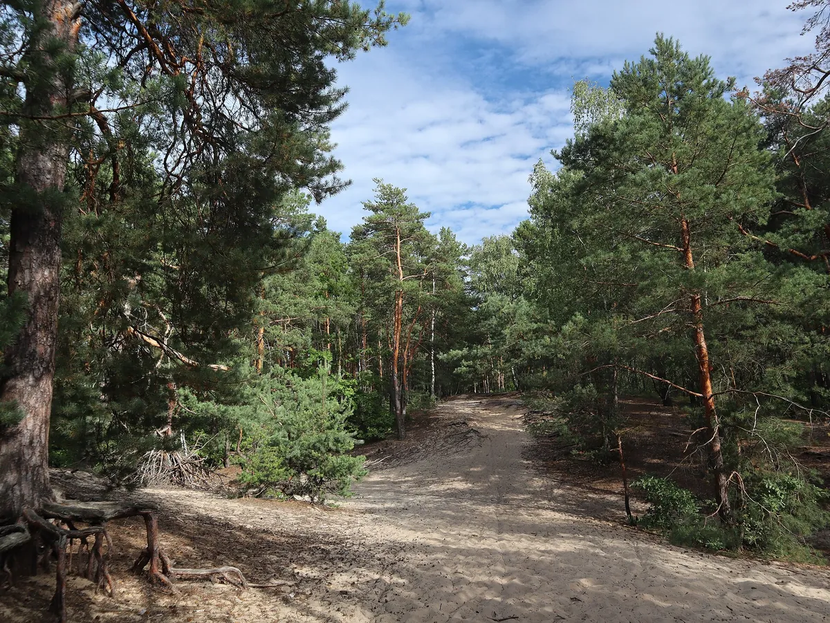 Las i Mazowiecki Park Krajobrazowy