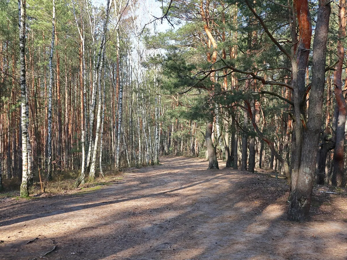 Las i Mazowiecki Park Krajobrazowy